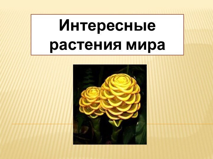 Интересные растения мира