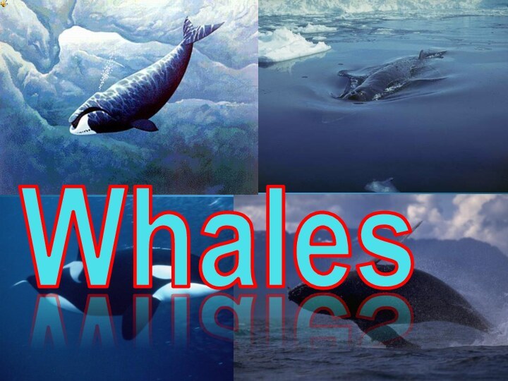 Whales