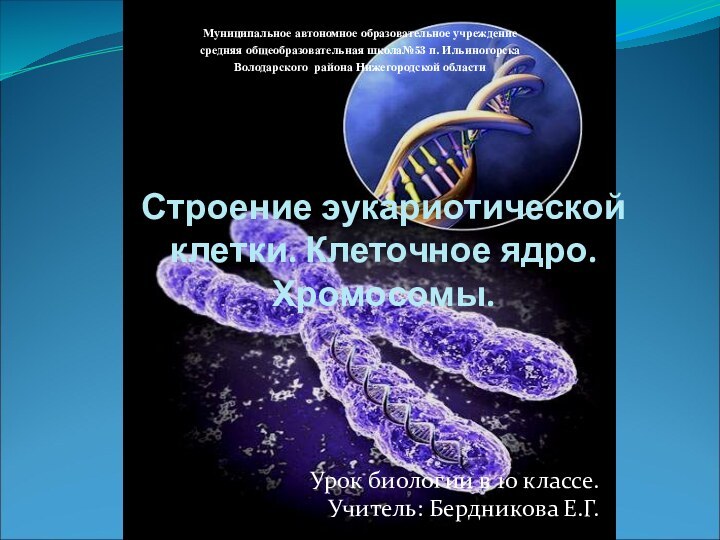 Урок биологии в 10 классе.Учитель: Бердникова Е.Г. Строение эукариотической клетки. Клеточное ядро.