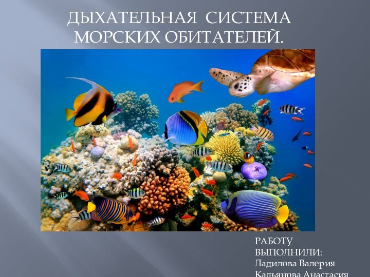 ДЫХАТЕЛЬНАЯ СИСТЕМА МОРСКИХ ОБИТАТЕЛЕЙ.РАБОТУ ВЫПОЛНИЛИ:Ладилова ВалерияКальянова Анастасия