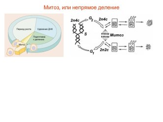 Митоз, или непрямое деление