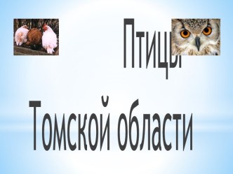 Презентация птицы