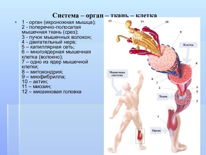Система – орган – ткань – клетка 1 - орган (икроножная мышца);