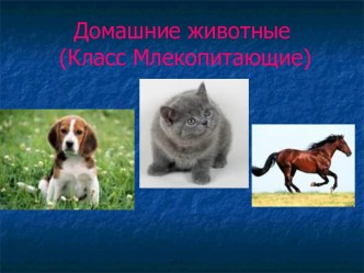Домашние животные (Класс Млекопитающие)