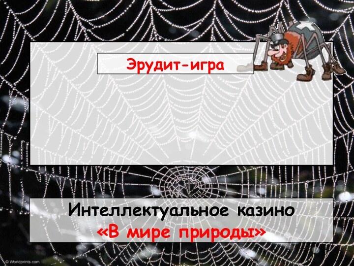 ПАУТИНАИнтеллектуальное казино«В мире природы»Эрудит-игра