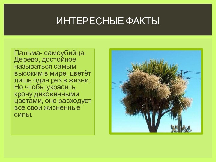 Пальма- самоубийца. Дерево, достойное называться самым высоким в мире, цветёт лишь один