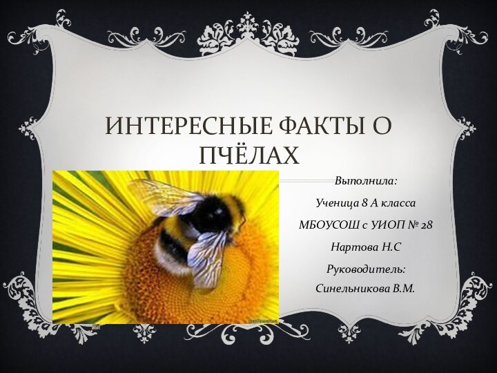 ИНТЕРЕСНЫЕ ФАКТЫ О ПЧЁЛАХВыполнила:Ученица 8 А классаМБОУСОШ с УИОП № 28Нартова Н.СРуководитель: Синельникова В.М.