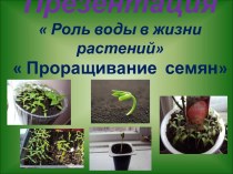 Презентация Роль воды в жизни растений Проращивание семян