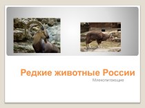 Редкие животные России