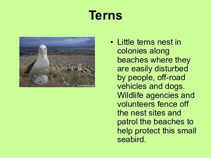 TernsLittle terns nest in colonies along beaches where they are easily disturbed