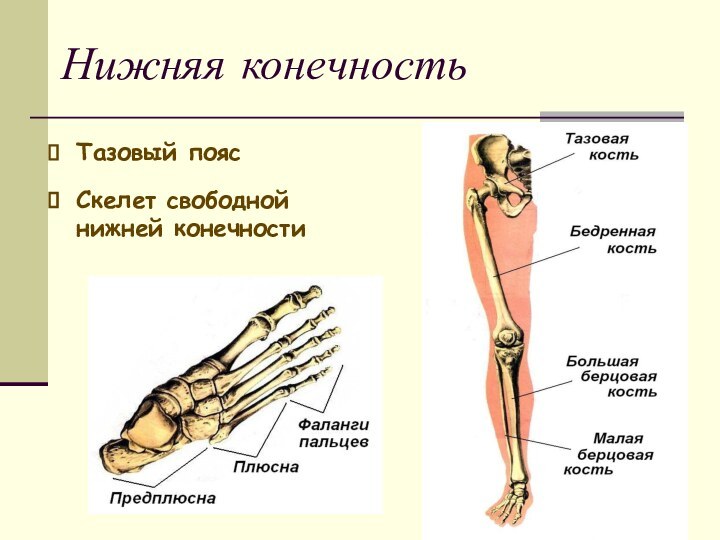 Нижняя конечностьТазовый поясСкелет свободной нижней конечности