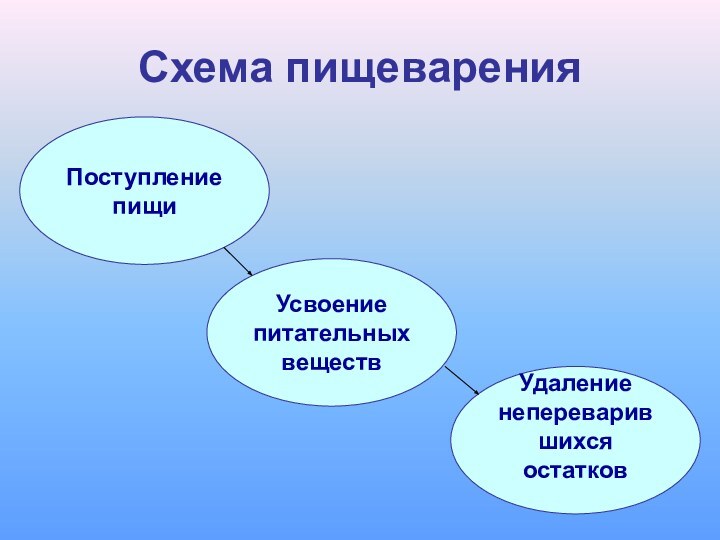 Схема пищеваренияПоступлениепищиУсвоение питательныхвеществУдалениенепереварившихсяостатков