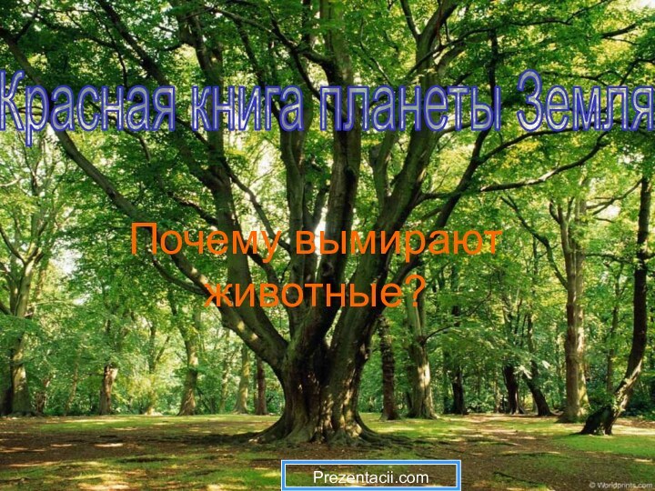 Почему вымирают животные?Красная книга планеты ЗемляPrezentacii.com