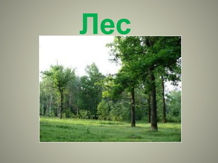 Лес