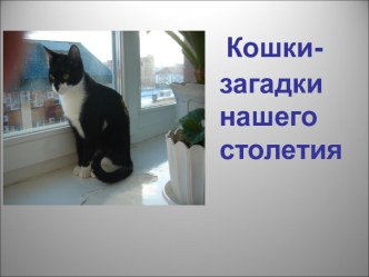 Кошки - загадки нашего столетия