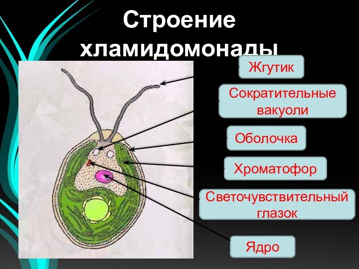 Строение хламидомонадыСократительные вакуоли