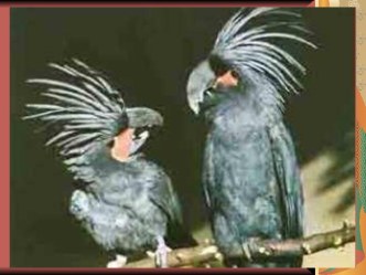 Птицы - попугаи