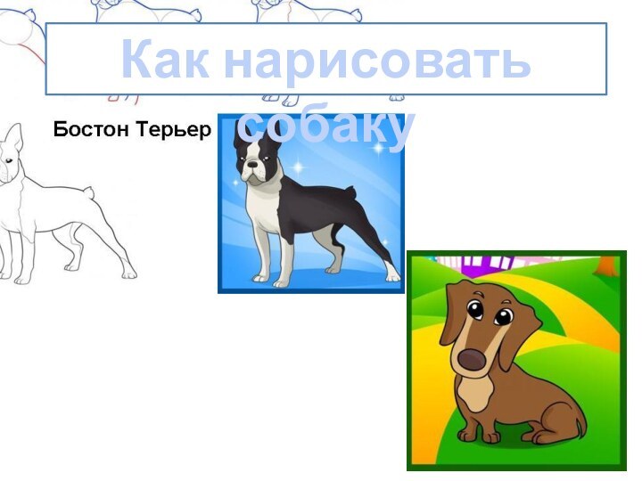 Как нарисовать собаку