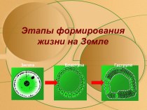 Этапы формирования жизни на Земле.