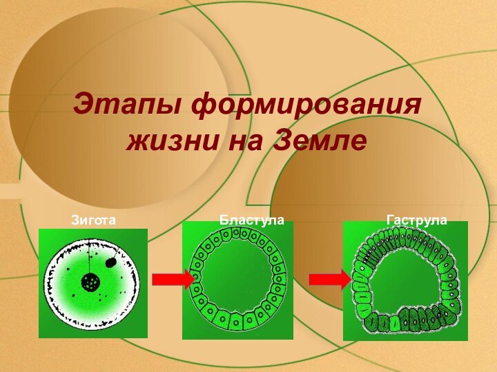 Этапы формирования жизни на Земле