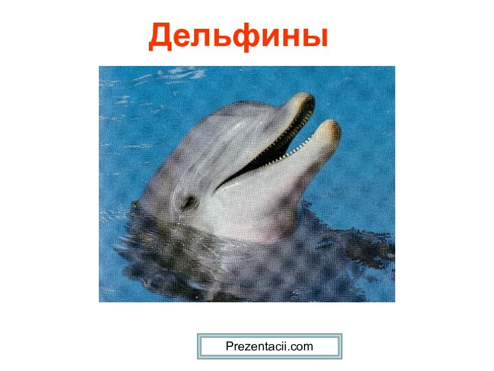 ДельфиныPrezentacii.com