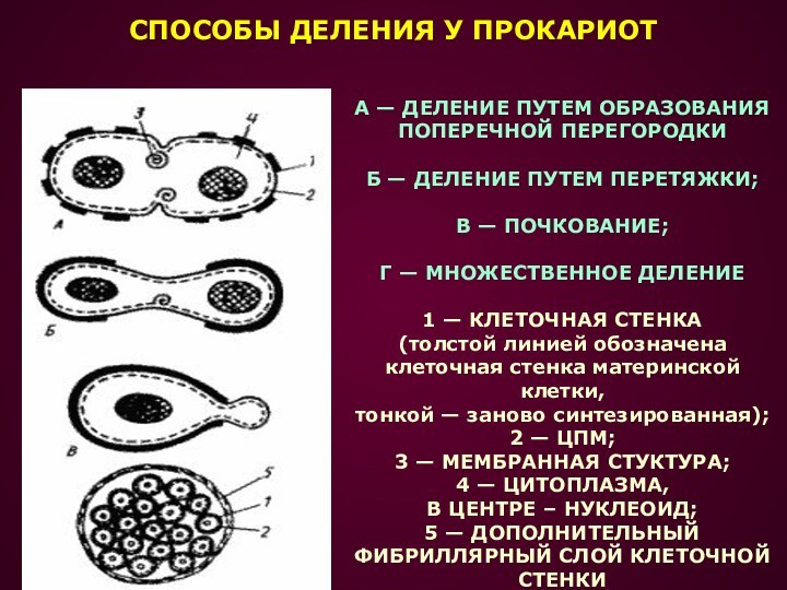 А — ДЕЛЕНИЕ ПУТЕМ ОБРАЗОВАНИЯПОПЕРЕЧНОЙ ПЕРЕГОРОДКИ Б — ДЕЛЕНИЕ ПУТЕМ ПЕРЕТЯЖКИ; В