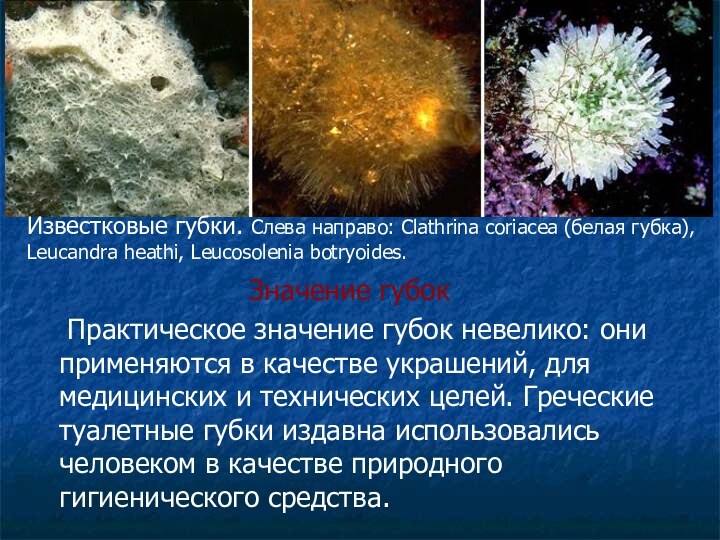 Известковые губки. Слева направо: Clathrina coriacea (белая губка), Leucandra heathi, Leucosolenia botryoides.