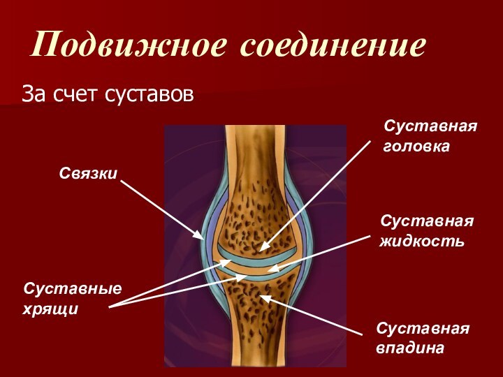 Подвижное соединениеЗа счет суставов