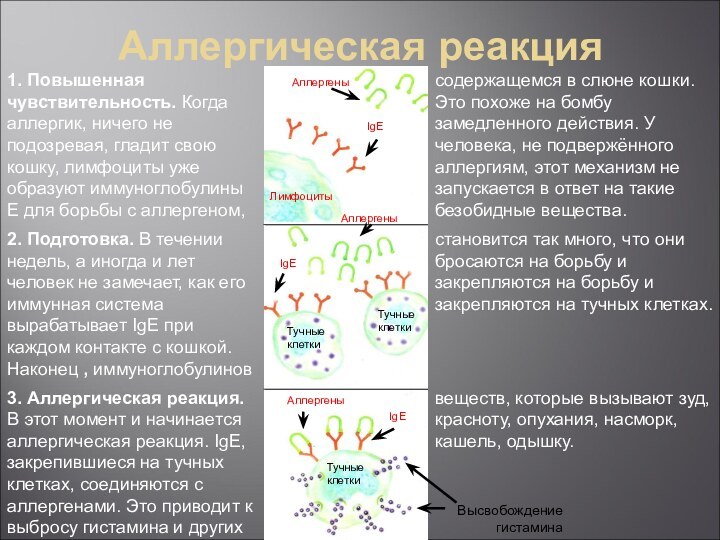 Аллергическая реакция     Аллергены Лимфоциты IgE