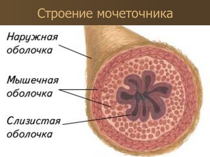 Строение мочеточника