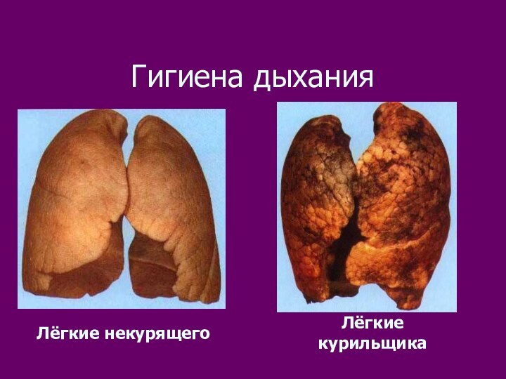 Гигиена дыханияЛёгкие некурящегоЛёгкие курильщика