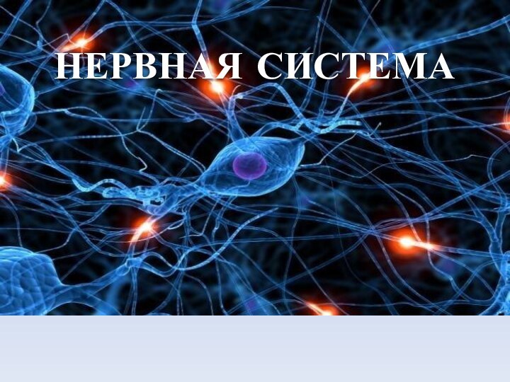 НЕРВНАЯ СИСТЕМАНЕРВНАЯ СИСТЕМА