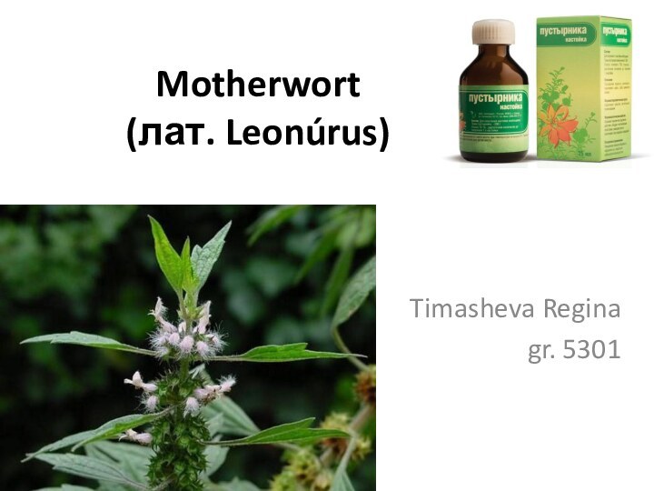 Motherwort (лат. Leonúrus) Timasheva Reginagr. 5301