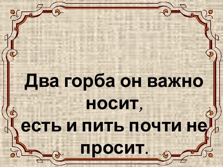 ВЕРБЛЮДДва горба он важно носит, есть и пить почти не просит.