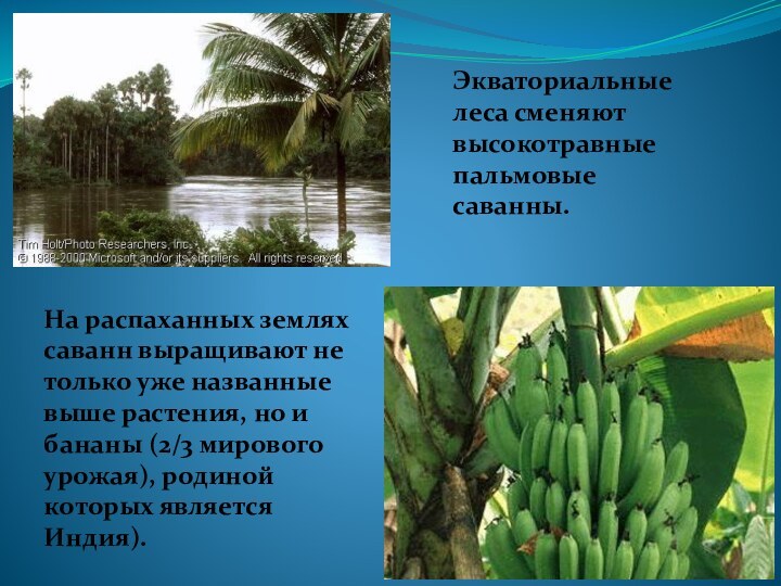 Экваториальные леса сменяют высокотравные пальмовые саванны.На распаханных землях саванн выращивают не только