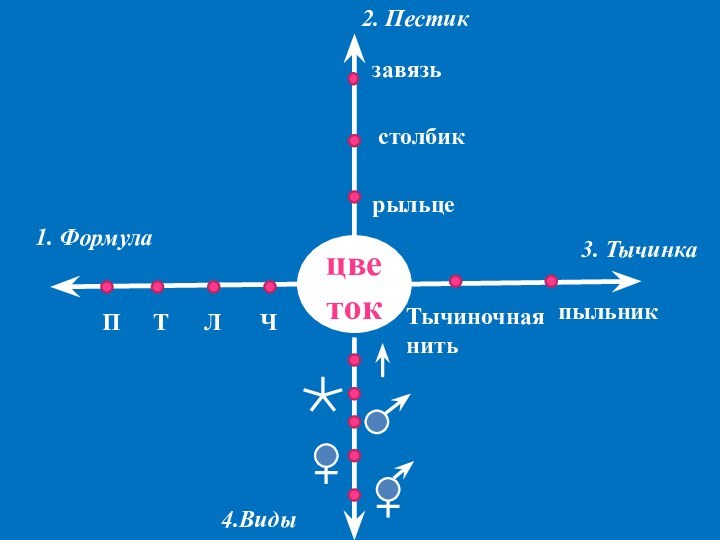 цветок1. Формула2. Пестик3. Тычинка4.ВидыЧЛТПрыльцезавязьстолбикТычиночная нитьпыльник