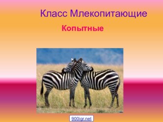 Отряды класса млекопитающие