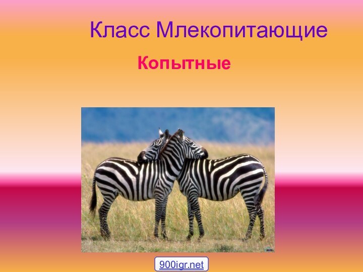 Класс Млекопитающие  Копытные