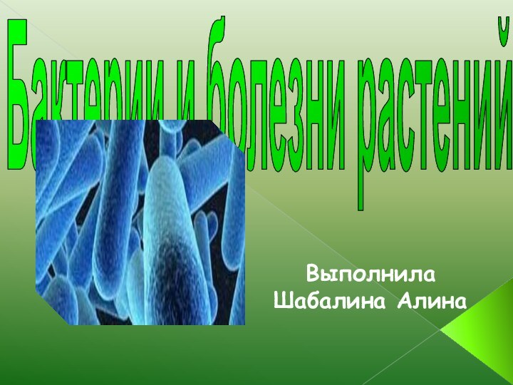 Бактерии и болезни растенийВыполнила Шабалина Алина
