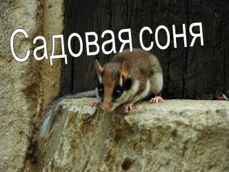 Садовая соня