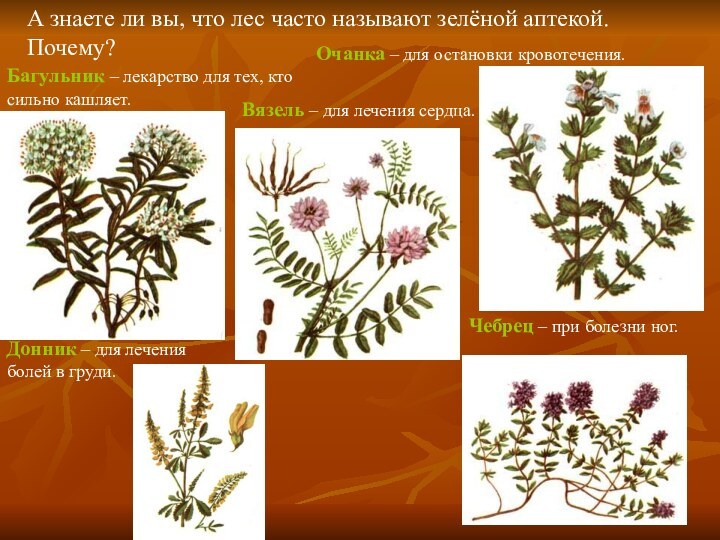 А знаете ли вы, что лес часто называют зелёной аптекой. Почему?Багульник –