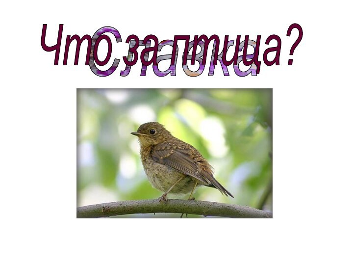 СлавкаЧто за птица?