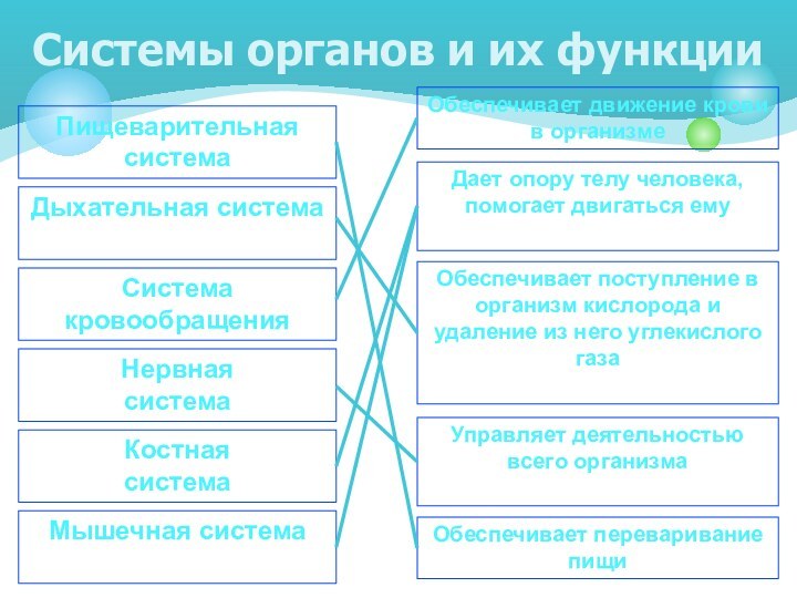 Системы органов и их функцииПищеварительная системаДыхательная системаСистема кровообращенияМышечная системаНервная системаКостная системаОбеспечивает движение