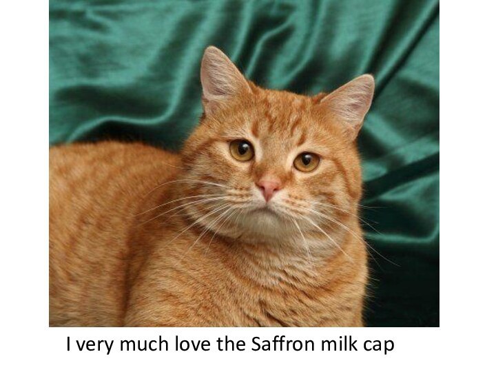 I very much love the Saffron milk cap