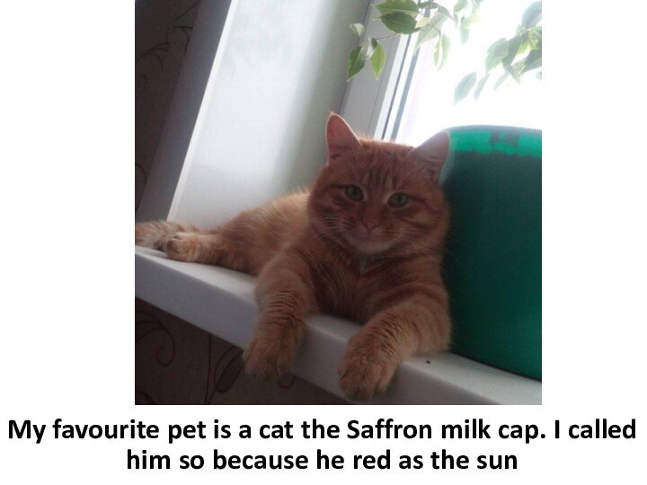 My favourite pet is a cat the Saffron milk cap. I called