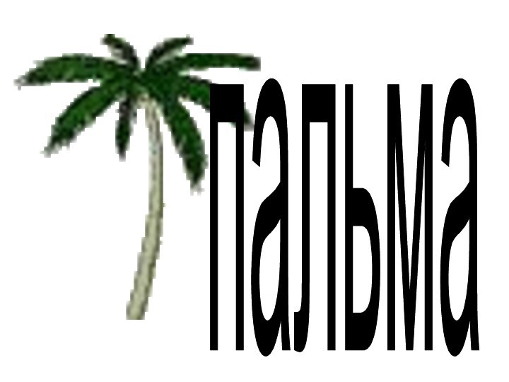 пальма