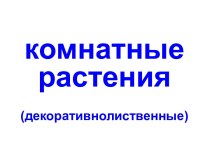 Комнатные растения - 1