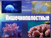 кишечнополостые