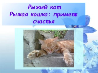 Рыжий кот. Рыжая кошка: примета счастья