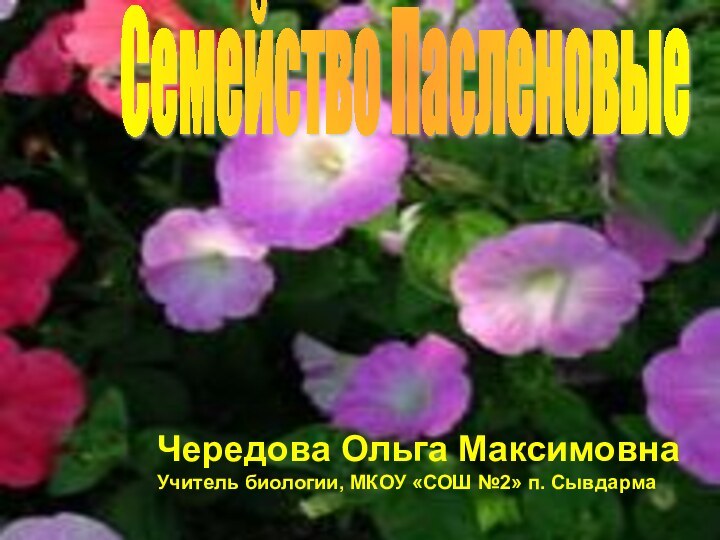 СЕМЕЙСТВО ПАСЛЕНОВЫЕЧередова Ольга МаксимовнаУчитель биологии, МКОУ «СОШ №2» п. СывдармаСемейство Пасленовые